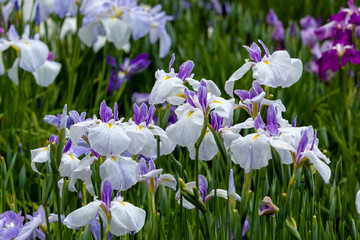 Irises in Horikiri iris garden / Horikiri iris garden is a garden free of admission fee located in Katsushika Ward, Tokyo, Japan