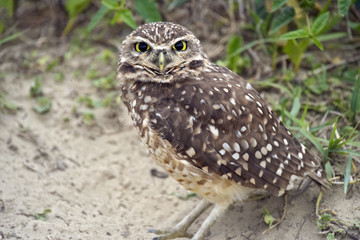 Juvenile of burrowing owl near the burrow