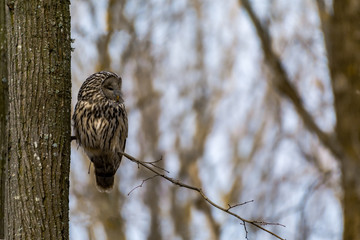 Ural owl sitting on a branch with clean background