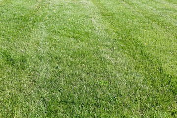 The green of the spring grass on a close up view.