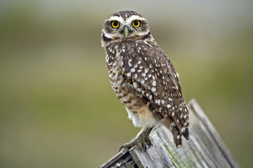 Burrowing owl on wooden roof