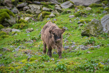 Calf adolescent bull scottish highland beef