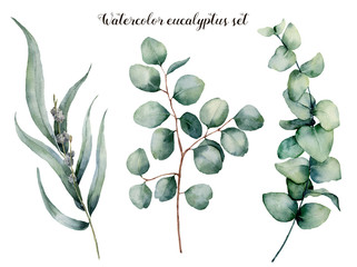 Watercolor eucalyptus realistic set. Hand painted baby, seeded and silver dollar eucalyptus branch isolated on white background. Floral illustration for design, print, fabric or background. © yuliya_derbisheva