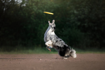the dog catches the disc. Sports with the pet. Active Border Collie outside