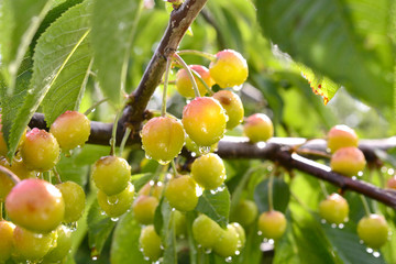 raindrops on a ripening cherry fruits