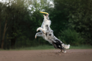 the dog catches the disc. Sports with the pet. Active Border Collie outside