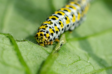 Mullein moth caterpillar
