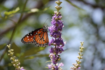 Mariposa