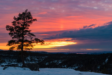 Fototapeta na wymiar Red orange yellow sky at sunset with tree