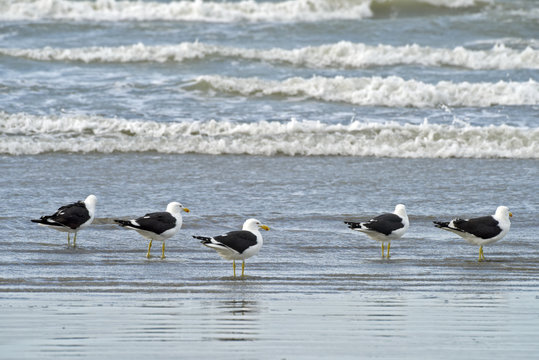 Kelp gull fishing on the beach