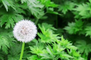 Air dandelions on a green field