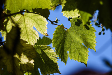 Green grape leaves in the beams of a backlight against a blue sky. Green leaves of young grapes.