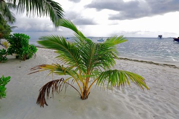 Lovely young green tropical plants on the white sand coast. Blue water of Indian Ocean, Maldives.