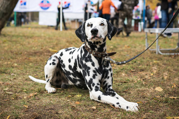 A beautiful Dalmatian dog on a leash lies on the grass and looks at the camera at an  dogs show