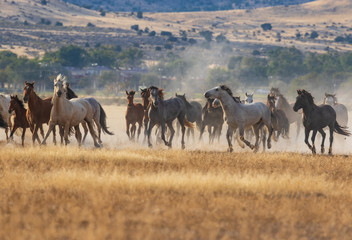 Fototapeta na wymiar Herd of Wild Horses Running in the Desert