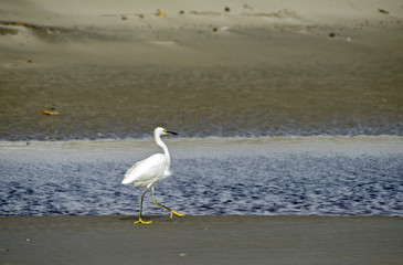 Snowy egret on river of a deep blue