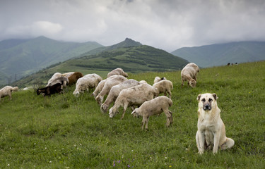 Fototapeta premium owiec na obszarach wiejskich Armenii