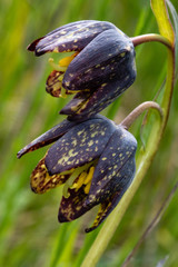 Fritillaria