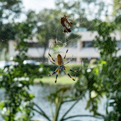 Golden orb weaver spider. Miami, Florida, USA