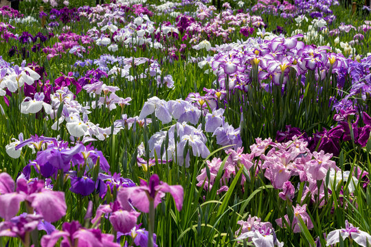 Irises in Horikiri iris garden / Horikiri iris garden is a garden free of admission fee located in Katsushika Ward, Tokyo, Japan