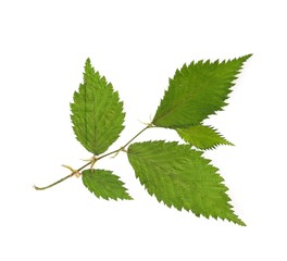 Green leaves on a isolated white  background