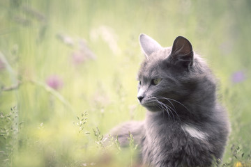Naklejka na ściany i meble Chat gris dans l'herbe 