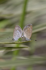 Love couple butterfly, mating pair of butterflies, close up. Bali, Indonesia