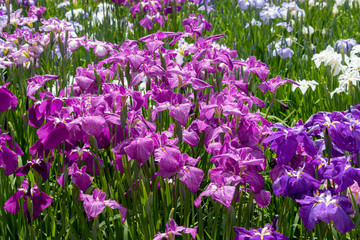 Fototapeta premium Irises in Horikiri iris garden / Horikiri iris garden is a garden free of admission fee located in Katsushika Ward, Tokyo, Japan