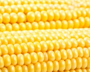 Corn on the cob kernels