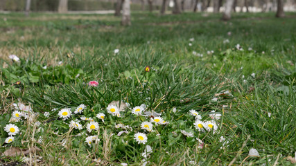 green lawn with flowers sprouting ground