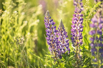 closeup of a colorful garden of blooming lupine flowers