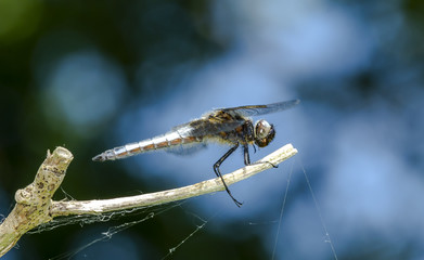 dragonfly