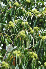 Obraz premium Junge, grüne Kastanien am Baum