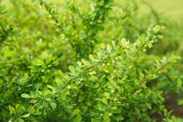 Fototapeta na wymiar Berberis thunbergii green foliage background