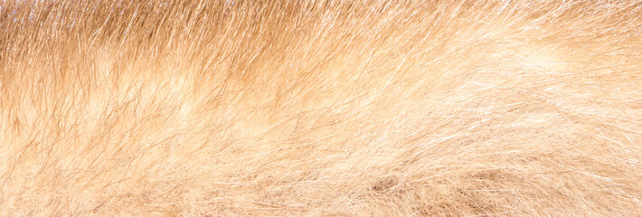 The Fur texture.