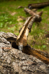 Holzbrunen im Wald