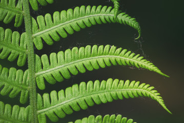 A bush of a young beautiful green fern in the gentle rays of spring sunlight close-up