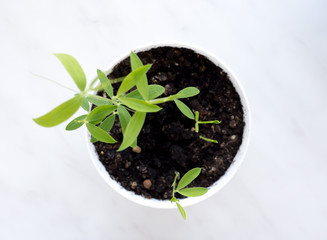 Leaf and earth.