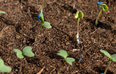 Leaf and earth.