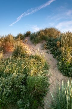 A path leading through the marram grass to the top of a sand dune at sunrise