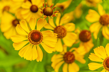 Sonnenbraut - Helenium, Blumenwiese, Landschaft im Sommer, Sommerblumen