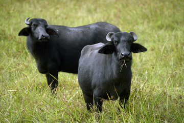 Water buffaloes in high grass pasture
