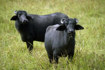 Fototapete Büffel Water buffaloes in high grass pasture