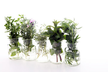 bunch of garden fresh herbs.