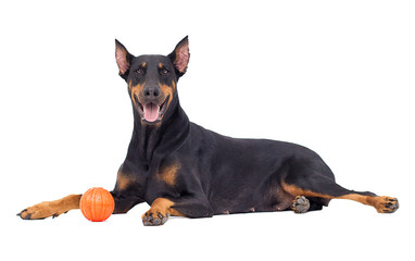 Doberman dog looking at white background