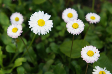 Bellis perennis or daisy white flowers with green © skymoon13