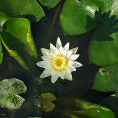 Flora in Thailand im Sommer