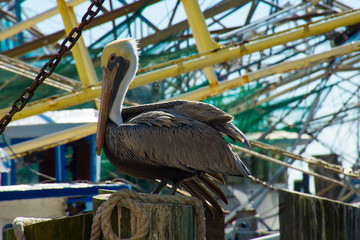 Biloxi pelican watching