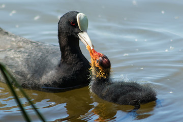 The bird feeds the chick