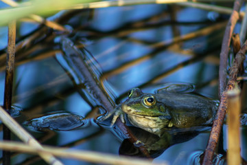 Frog in the lake